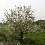 Amydales communis, Flowers, Israel