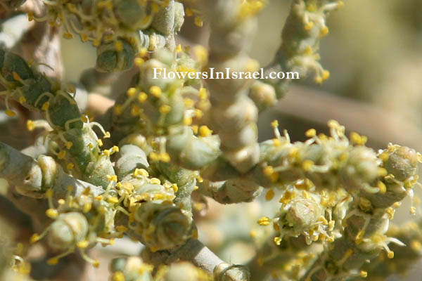 Flowers of Israel (Wildblumen, Fiori, флоры, Flores Silvestres, زهور,)