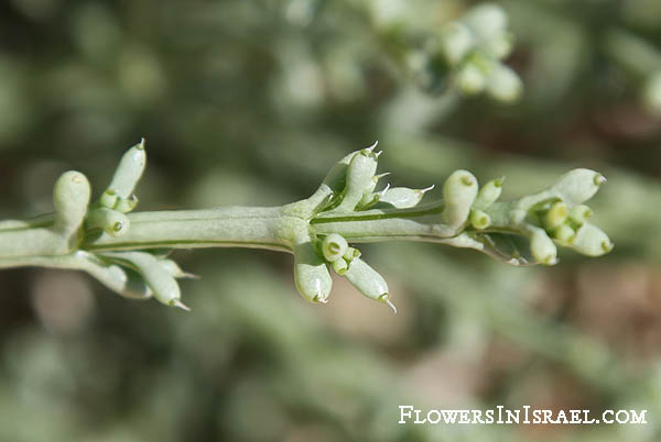 Anabasis setifera, Anabasis, יפרוק זיפני, الشَّنَّان الشُعيري