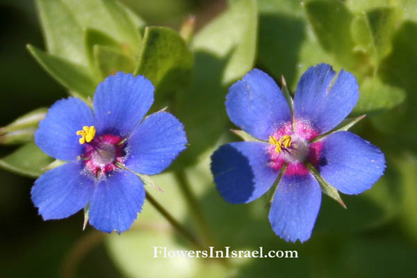 Anagallis arvensis, Scarlet Pimpernel,Shepherd's Barometer,Poor man's weatherglass,עין התכלת,מרגנית השדה