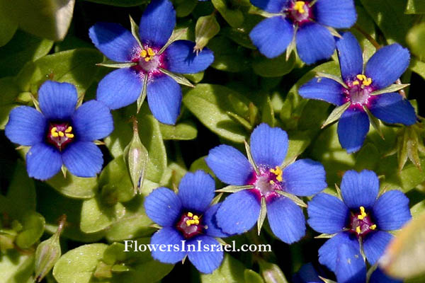 Israel Wildflowers