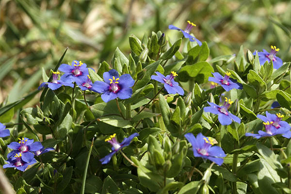 Anagallis arvensis, Scarlet Pimpernel, Shepherd's Barometer,<br> Poor man's weatherglass, عين القط ,מרגנית השדה 