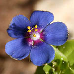 Anagallis arvensis, Israel wildflowers, Dark Blue Flowers