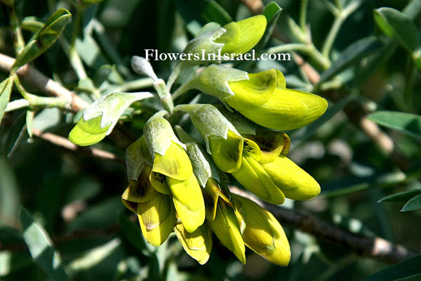 Israel Wildflowers