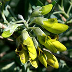 Anagyris foetida, Flowers, Israel