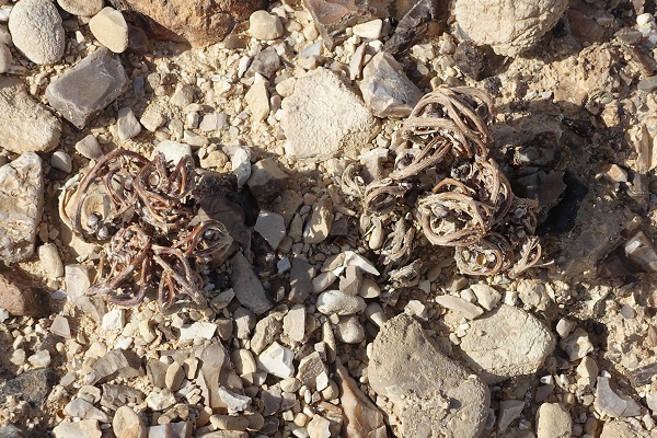 Anastatica hierochuntica, Rose of Jericho, Resurrection plant, Mary's flower, Virgin's Hand, Mary's flower, שושנת-יריחו אמיתית, Keff Maryam (كف مريم), shajarat Maryam (شجرة مريم)