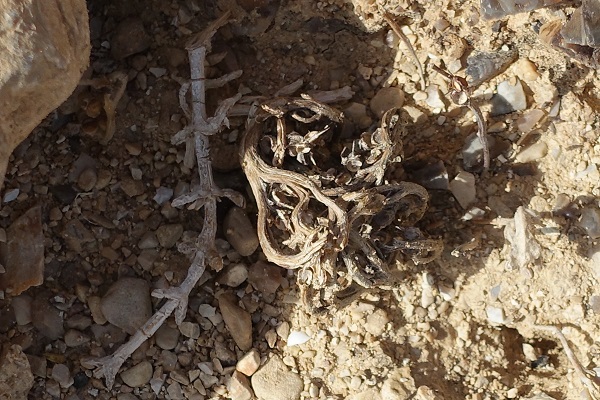 Anastatica hierochuntica, Rose of Jericho, Resurrection plant, שושנת-יריחו אמיתית, Arabic Keff Maryam (كف مريم), shajarat Maryam (شجرة مريم)