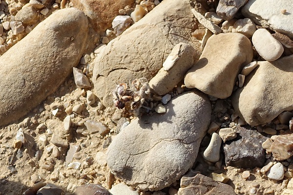 Anastatica hierochuntica, Rose of Jericho, Resurrection plant, שושנת-יריחו אמיתית, Arabic Keff Maryam (كف مريم), shajarat Maryam (شجرة مريم)