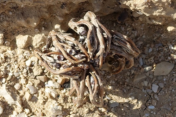 Anastatica hierochuntica, Rose of Jericho, Resurrection plant, שושנת-יריחו אמיתית, Keff Maryam (كف مريم), shajarat Maryam (شجرة مريم)