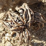 Anastatica hierochuntica, Flowers, Israel