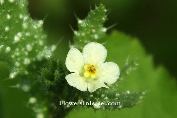 Flora en Israel: Anchusa aegyptiaca, Egyptian Alkanet,ححمحم مصري, לשון-פר מצרית