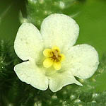 Anchusa aegyptiaca, Flowers, Israel