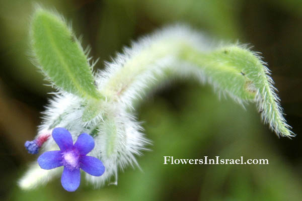 Flora en Israel: Anchusa aggregata, Hormuzakia aggregata, Massed Alkanet, לשון-פר מגובבת