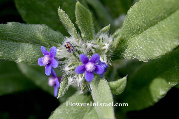 Israel wildflowers: Anchusa aggregata, Hormuzakia aggregata, Massed Alkanet, לשון-פר מגובבת