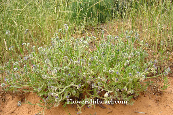 Anchusa aggregata, Hormuzakia aggregata, Massed Alkanet, לשון-פר מגובבת