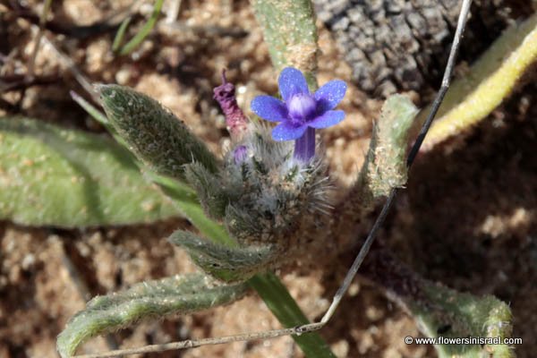 Anchusa aggregata, Hormuzakia aggregata, Massed Alkanet, לשון-פר מגובבת