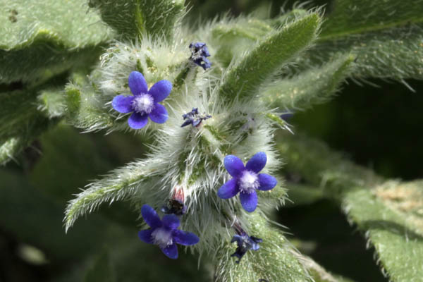 Anchusa aggregata, Hormuzakia aggregata, Massed Alkanet, לשון-פר מגובבת