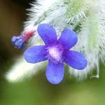 Anchusa aggregata, Israel wildflowers, Dark Blue Flowers