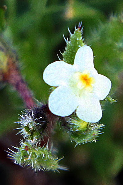 Anchusa milleri, Anchusa ryssosperma, Alkanet, Bugloss, Oxtongue,לשון-פר מדברית, לשון-הפר המדברית, لسان الثور الميلري