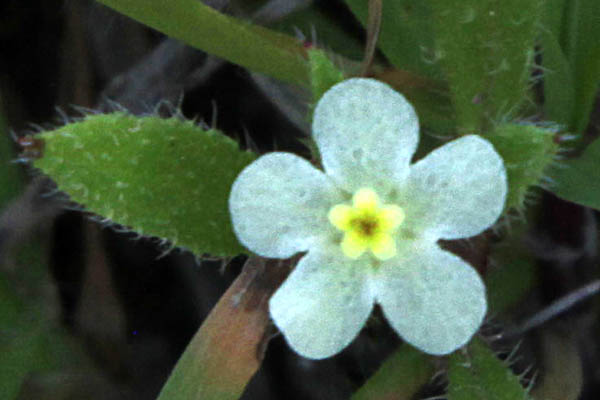 Anchusa milleri, Anchusa ryssosperma, Alkanet, Bugloss, Oxtongue,לשון-פר מדברית, לשון-הפר המדברית, لسان الثور الميلري