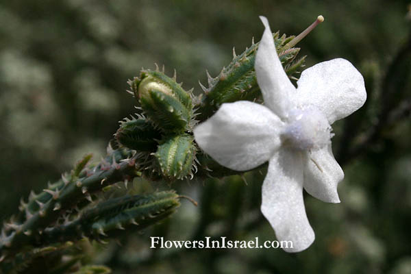Botany, Israel, Wildflowers