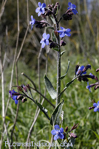  Anchusa strigosa, Prickly Alkanet, לשון-פר סמורה