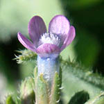 Anchusa strigosa, Israel wildflowers, Dark Blue Flowers