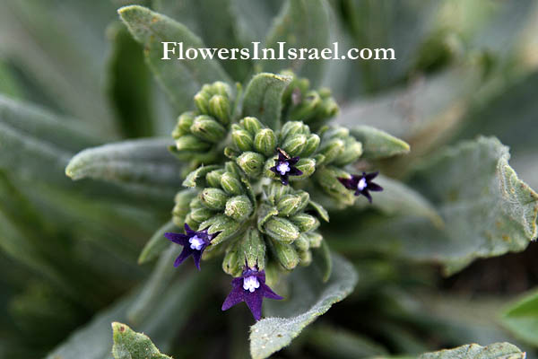 Anchusa undulata, Anchusa hybrida, Common alkanet, לשון-פר מצויה, حمحم , بنفسجي 