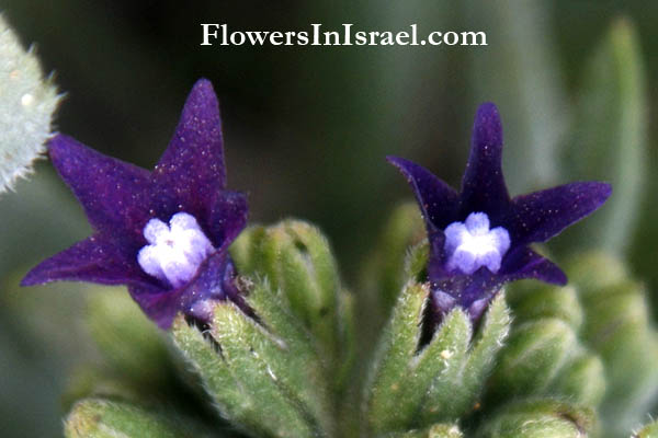 פרחים וצמחי בר, דיווחי פריחה