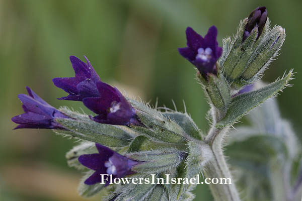 Botany, Israel, Nature, Wildflowers