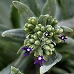 Anchusa undulata, Flowers, Israel
