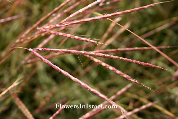 Israel wild flowers and native plants, send flowers online