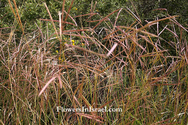 Andropogon distachyos, Two-spiked beardgrass, זקניים כפול-שיבולת, سفون ثنائي الصفوف 