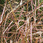 Andropogon distachyos, Israel, green flowers, wildflowers