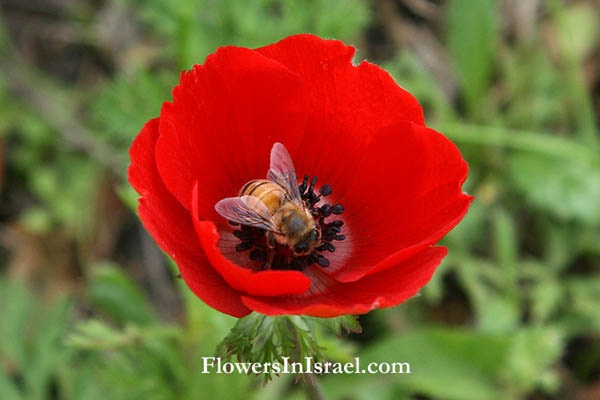 Anemone coronaria, Crown Anemone, כלנית מצויה, شقائق النعمان , دحنون, ישראל, פרחים, תמונות