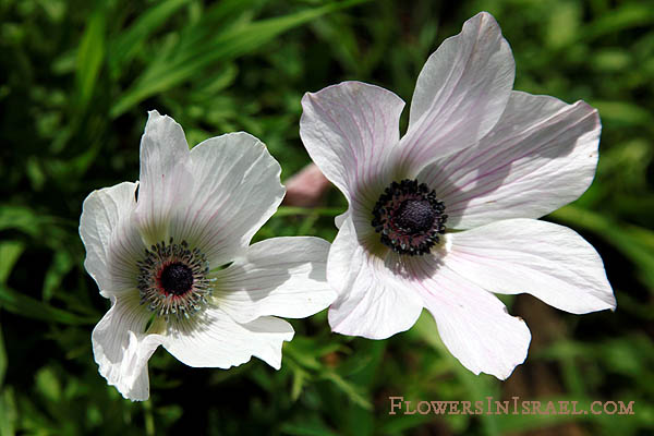 Anemone coronaria, Crown Anemone, כלנית מצויה, شقائق النعمان