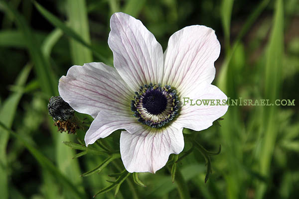 Anemone coronaria, Crown Anemone, כלנית מצויה, شقائق النعمان