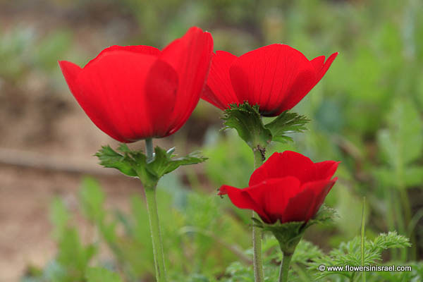 Anemone coronaria, Crown Anemone, כלנית מצויה, شقائق النعمان