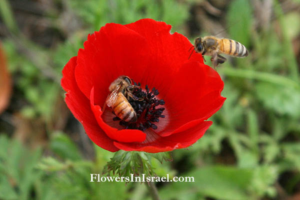 Anemone coronaria, Crown Anemone, כלנית מצויה, شقائق النعمان