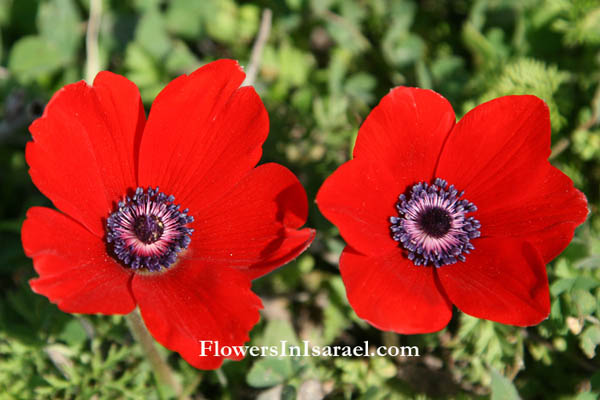 Israel, Nature, Travel, Wildflowers