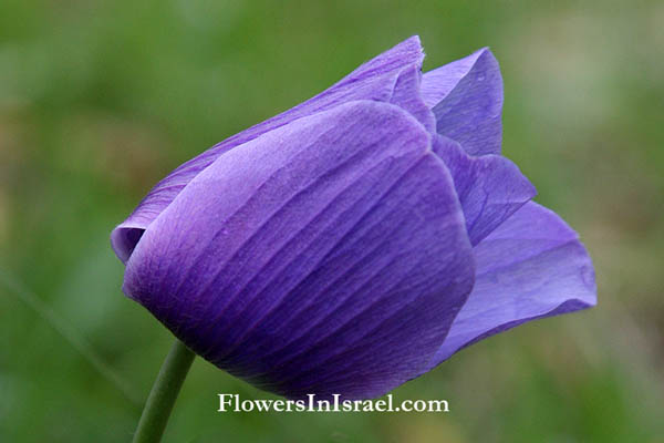 Vilda blommor i Israel