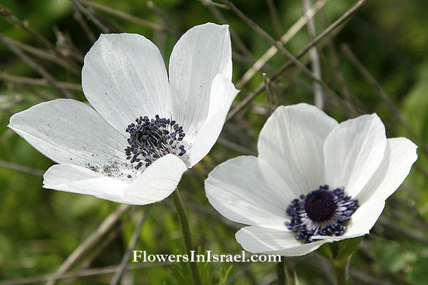 Anemone coronaria, Crown Anemone, כלנית מצויה, شقائق النعمان