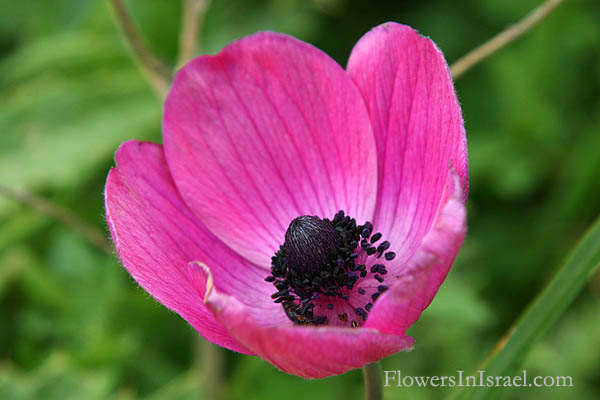 Anemone coronaria, Crown Anemone, כלנית מצויה, شقائق النعمان