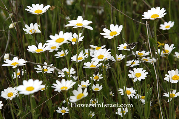 Flowers, Wildflowers, Israel, Send Flowers Online