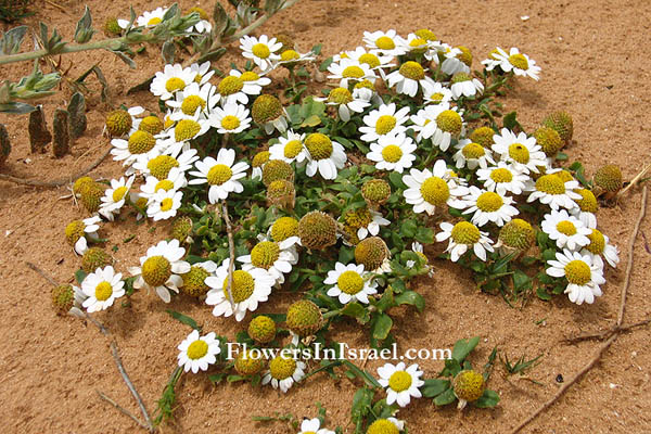 Nature, Israel, Flowers, Natuur