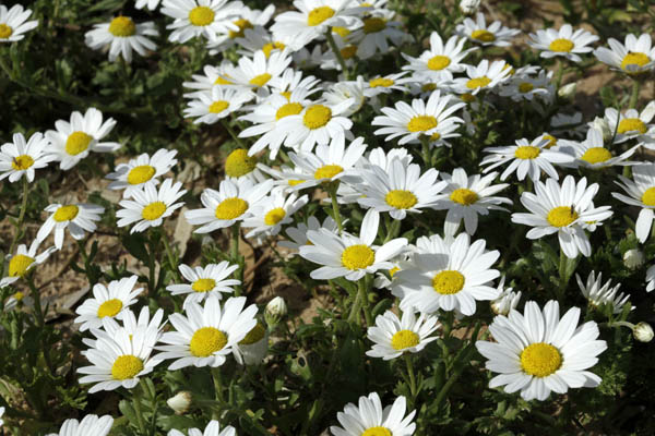 Anthemis leucanthemifoli, Anthemis indurata, Coast Chamomile, بَهار لوقَنْثيمي الوَرَق  ,קחוון החוף