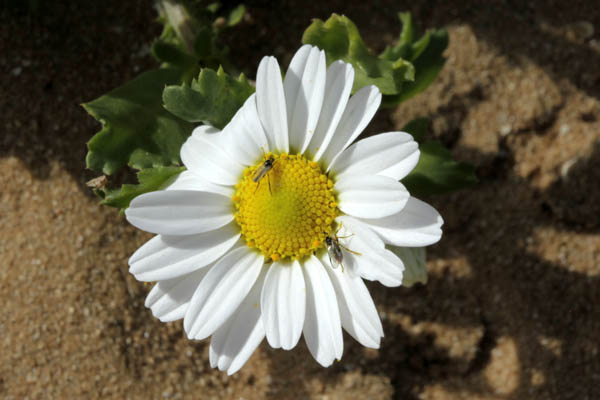 Anthemis leucanthemifoli, Anthemis indurata, Coast Chamomile, بَهار لوقَنْثيمي الوَرَق  ,קחוון החוף