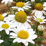 Anthemis leucanthemifoli, Flowers, Israel