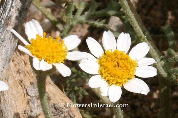 Israel, Flowers, Wildflowers, Send flowers online