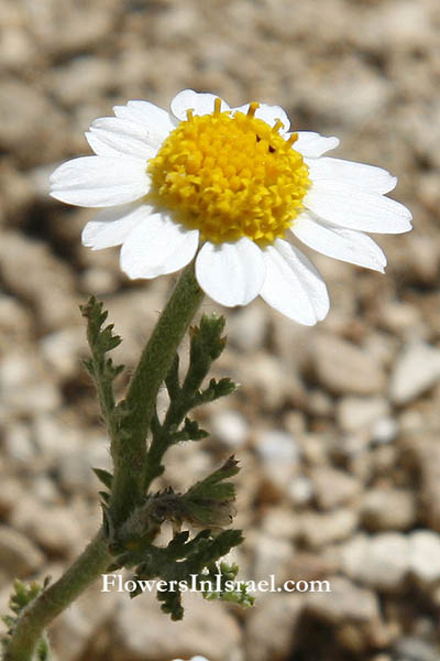 Anthemis melampodina, Negev Chamomile,الأربيان أسود القدم, קחוון הנגב